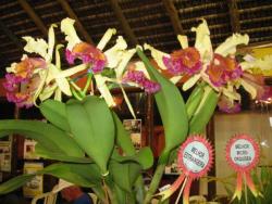 panfleto 15 Exposio de Orqudeas e Bromlias da Costa do Descobrimento 