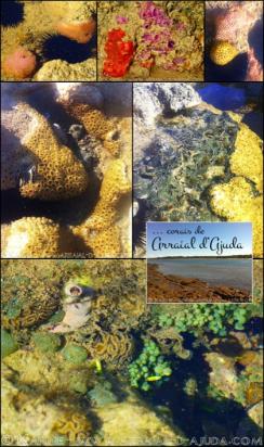 panfleto Re-inaugurao do Espao Coral Vivo Mucug