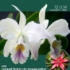 panfleto 13 Exposio de Orqudeas e Bromlias da Costa do Descobrimento 