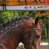 panfleto IV Expo Vero do Cavalo Mangalarga Marchador