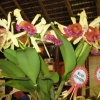 panfleto 15 Exposio de Orqudeas e Bromlias da Costa do Descobrimento 